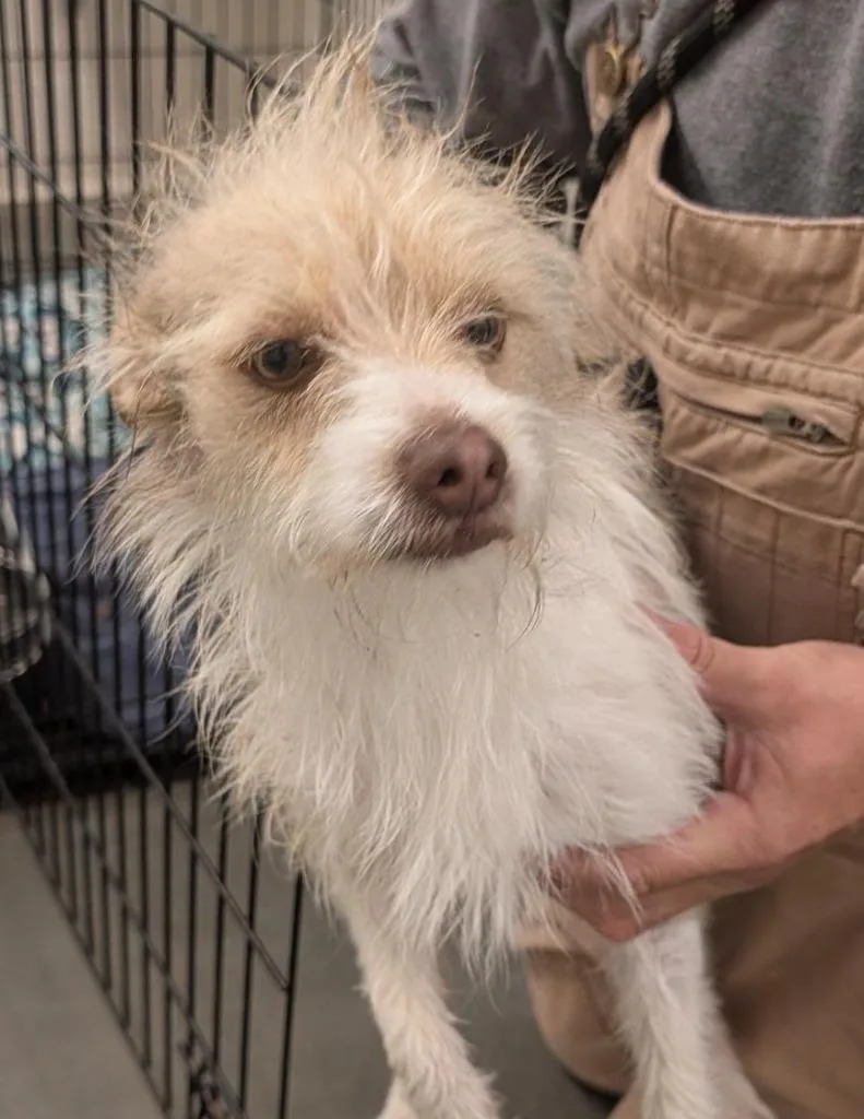 A young small-sized male Terrier dog named Snuggles for adoption in Elizabethton, TN
