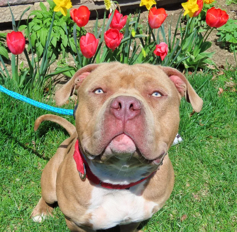 An adult medium-sized male Brindle Pit Bull Terrier dog named Leo for adoption in Amityville, NY