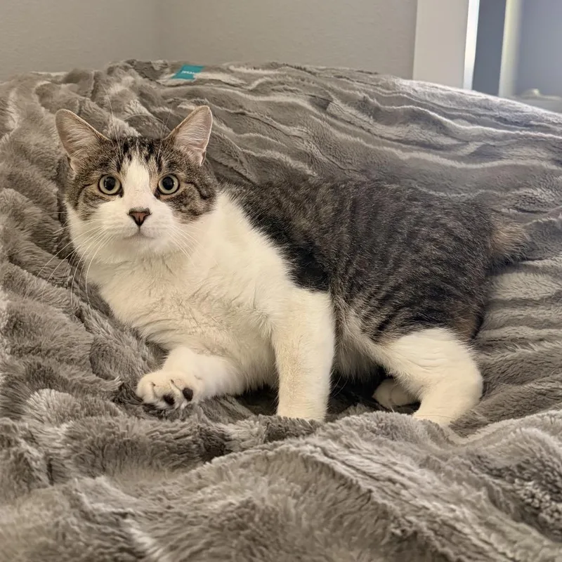 An adult large-sized male Domestic Short Hair cat named Chompy for adoption in Spokane, WA