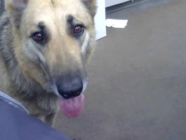 An adult large-sized female Mixed Breed dog named Gigi for adoption in Dallas, TX