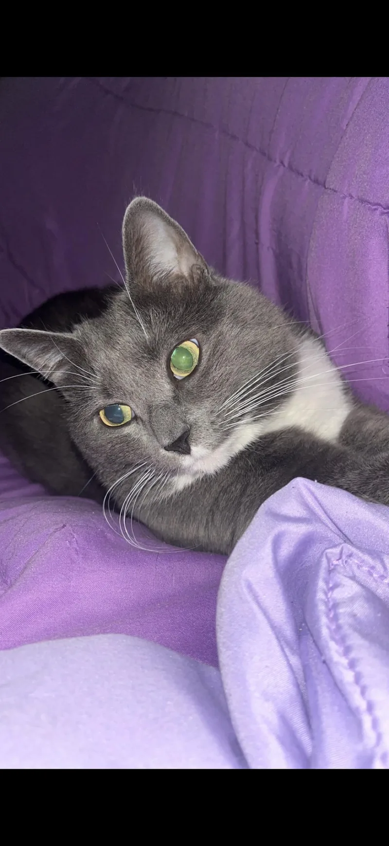 An adult medium-sized female Domestic Short Hair cat named Soxs for adoption in Charlotte, NC