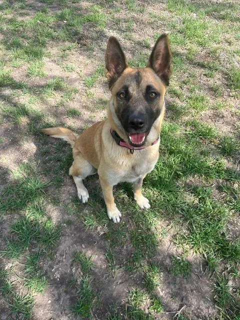 An adult large-sized female Bicolor Shepherd dog named Linda for adoption in Dale, TX
