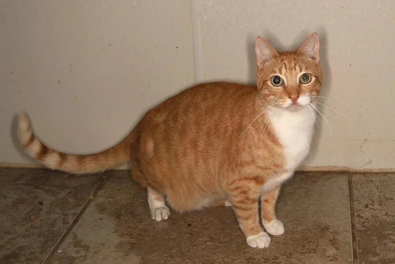 An adult medium-sized male Tabby cat named Dominic center for adoption in Oakland Park, FL