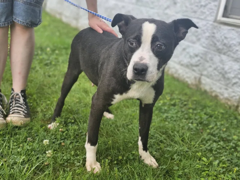 An adult medium-sized female Black Bulldog dog named Oreo for adoption in Fort Payne, AL
