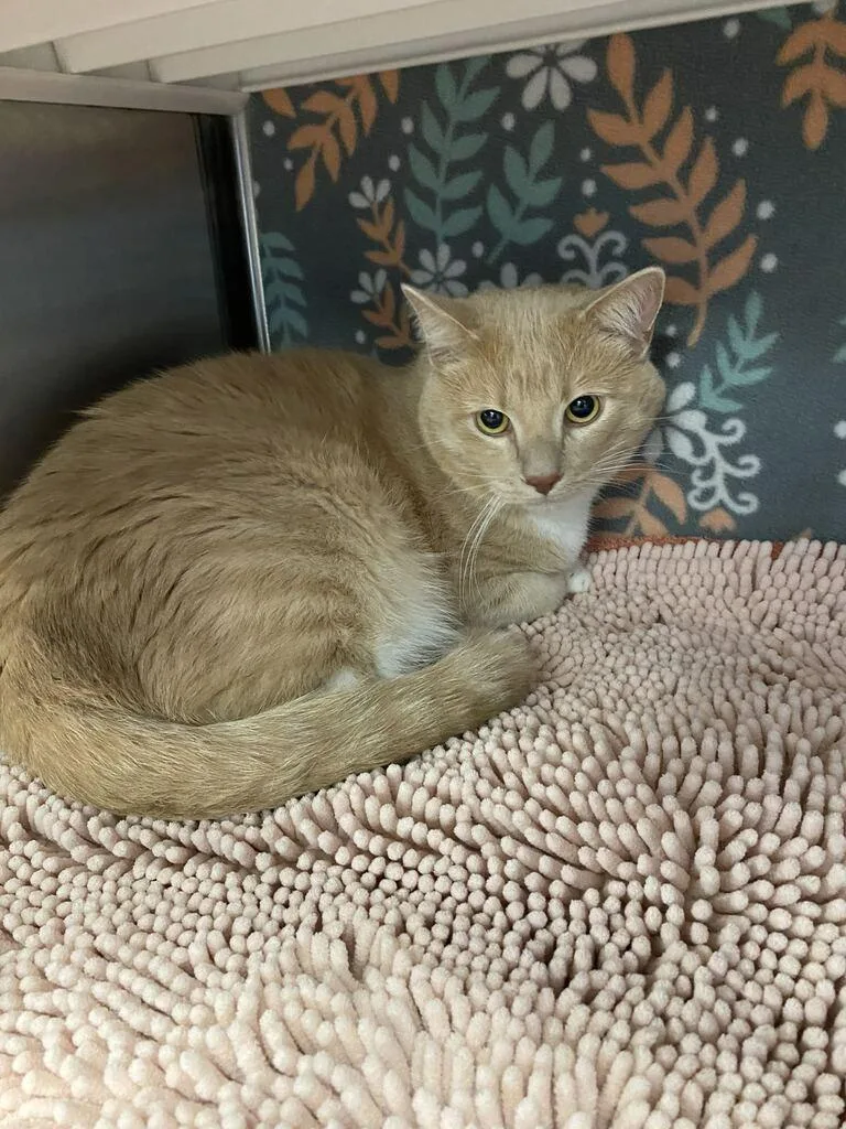 A young medium-sized male Domestic Short Hair cat named Puck for adoption in Minot, ND
