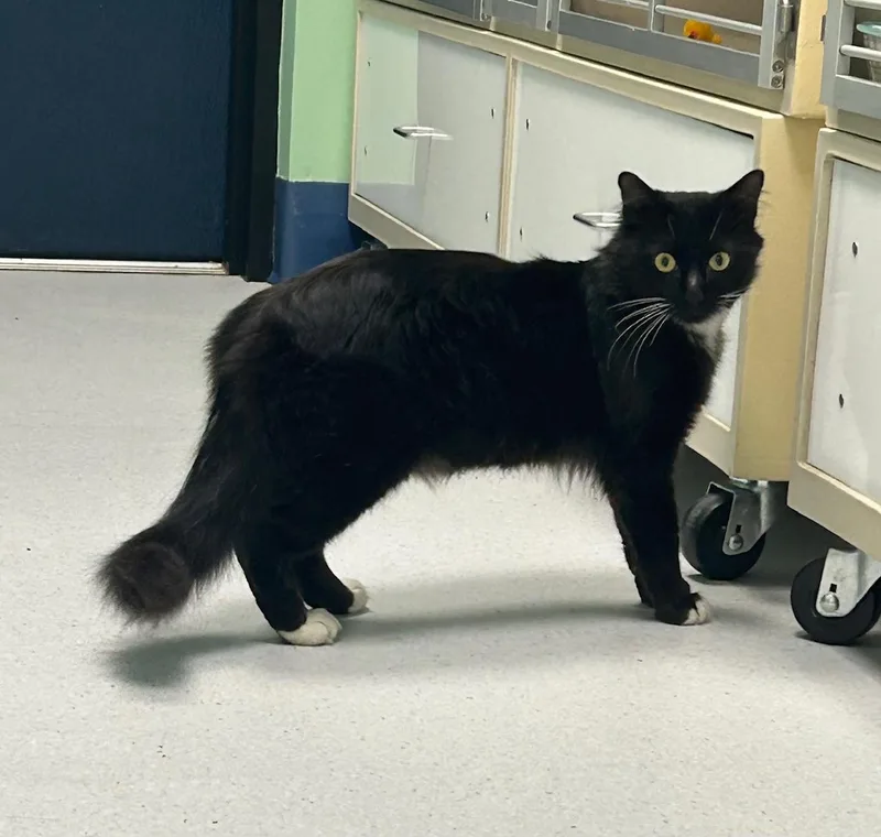 An adult medium-sized male Black & White / Tuxedo Domestic Medium Hair cat named Comet for adoption in Milton, MA