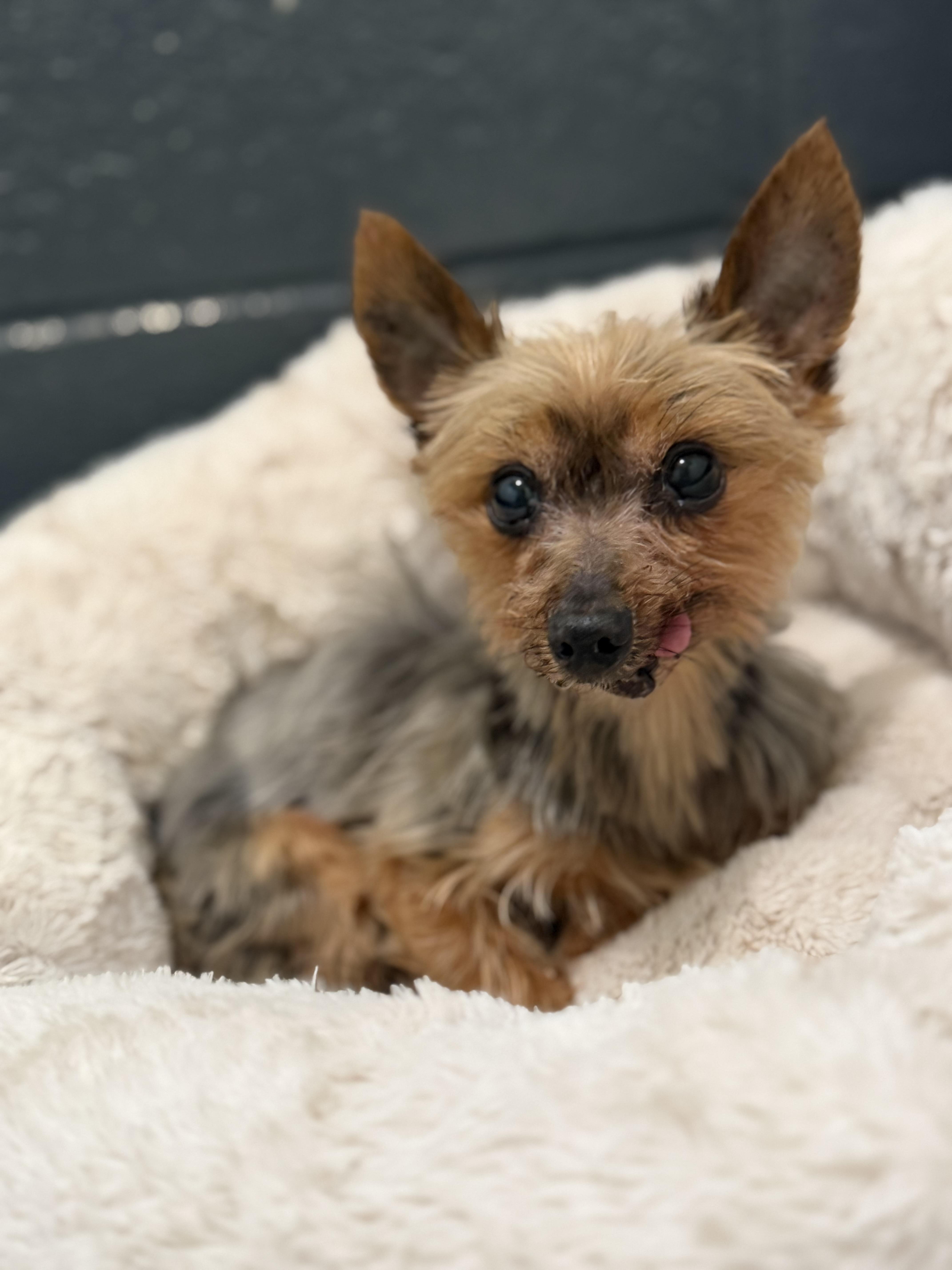 A young small-sized male Black Yorkshire Terrier dog named Patrick for adoption in Medford, NJ