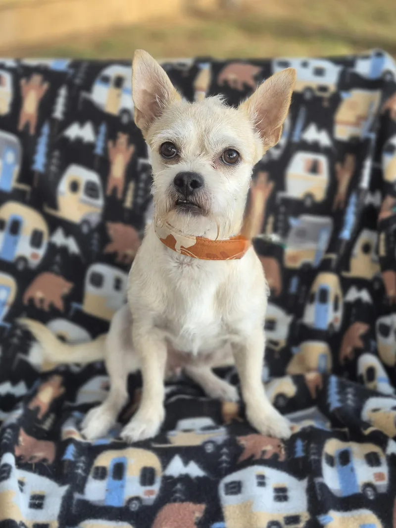 A young small-sized male Terrier dog named Tucker for adoption in Southport, CT