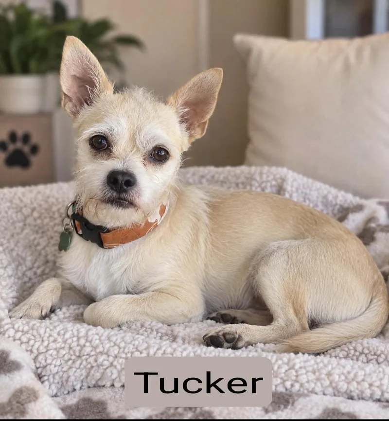 Tucker thumbnail 4