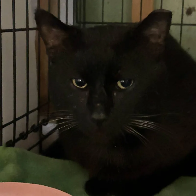 An adult large-sized male Black Domestic Short Hair cat named Deon ARC for adoption in Akron, NY