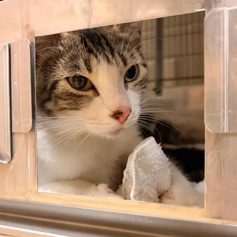 An adult medium-sized female White Domestic Short Hair cat named Hibiscus for adoption in Bristol, IN
