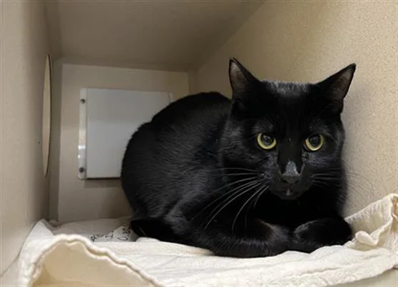 A young small-sized female Domestic Short Hair cat named Eden for adoption in Denver, CO