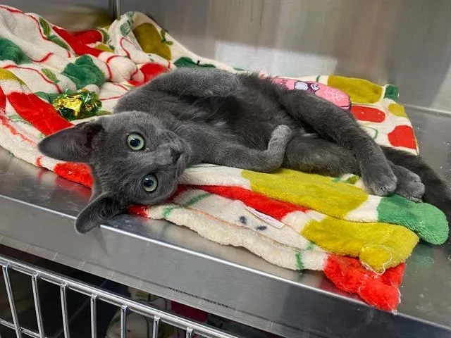 A baby small-sized male Domestic Short Hair cat named Flipper for adoption in Tustin, CA