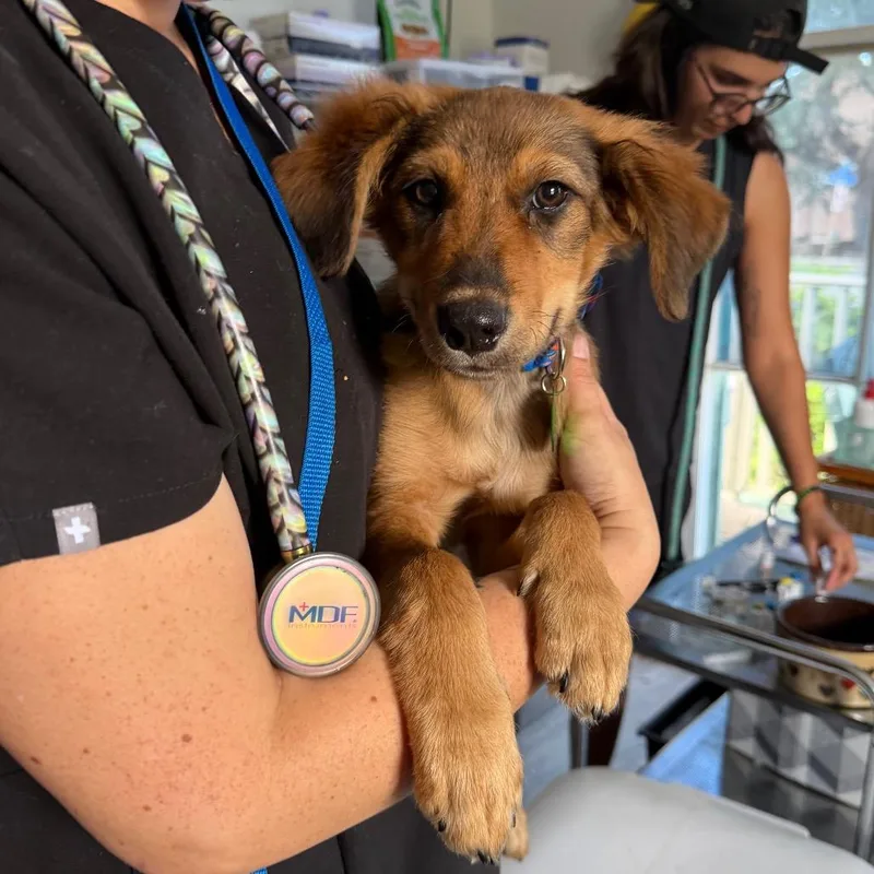 A baby medium-sized male Golden Retriever dog named Bigsby for adoption in New Orleans, LA