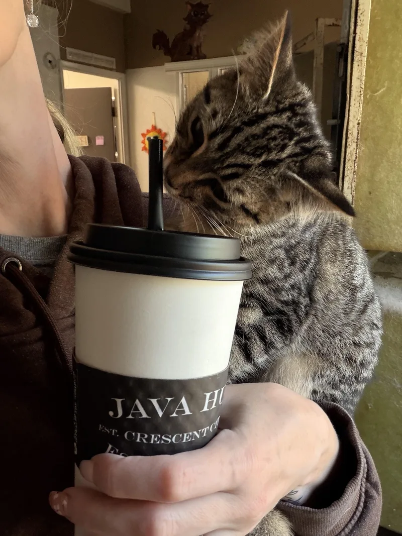 A baby medium-sized male Tabby (Brown / Chocolate) Tabby cat named Bear for adoption in Crescent City, CA