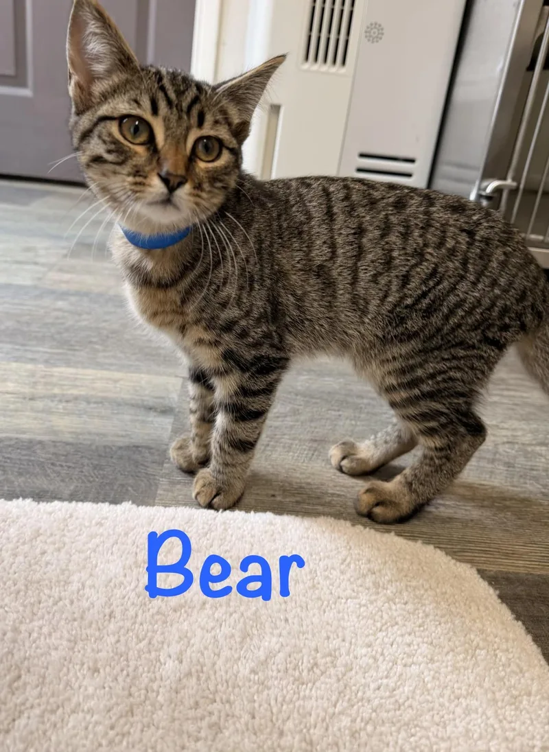 Bear thumbnail 2