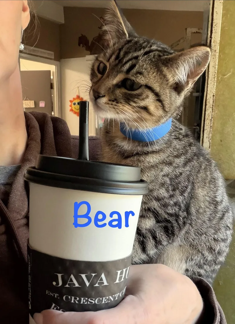 Bear thumbnail 3