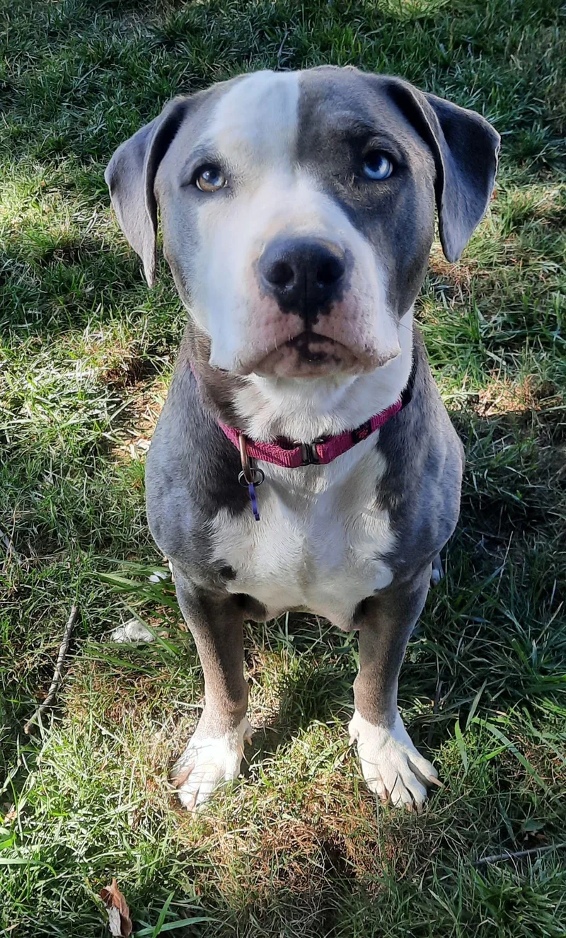 Sweet Nova thumbnail 3