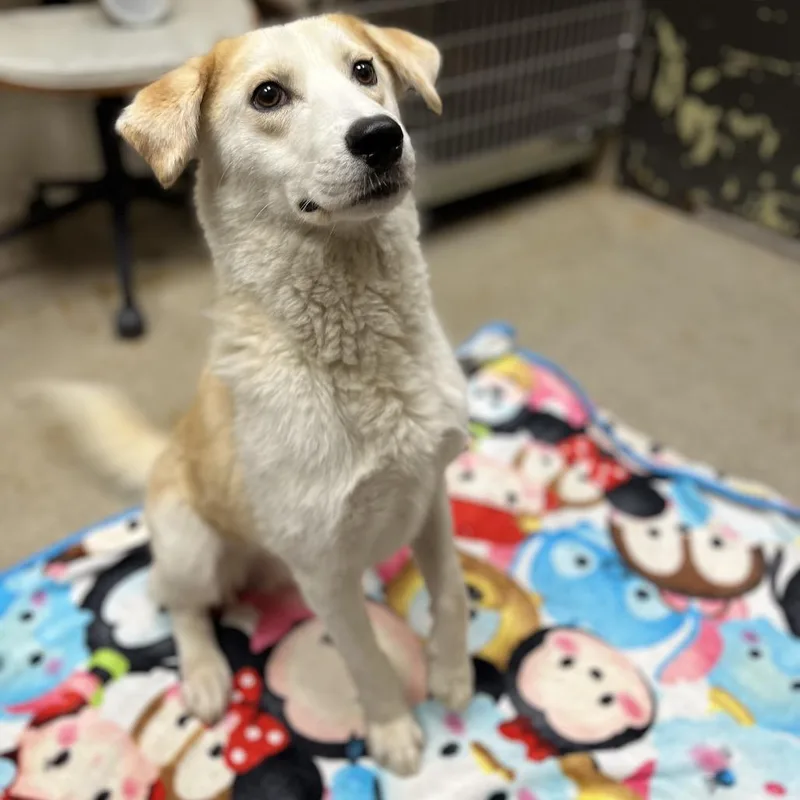 A young medium-sized female Yellow / Tan / Blond / Fawn Yellow Labrador Retriever dog named Stoney for adoption in Caryville, TN