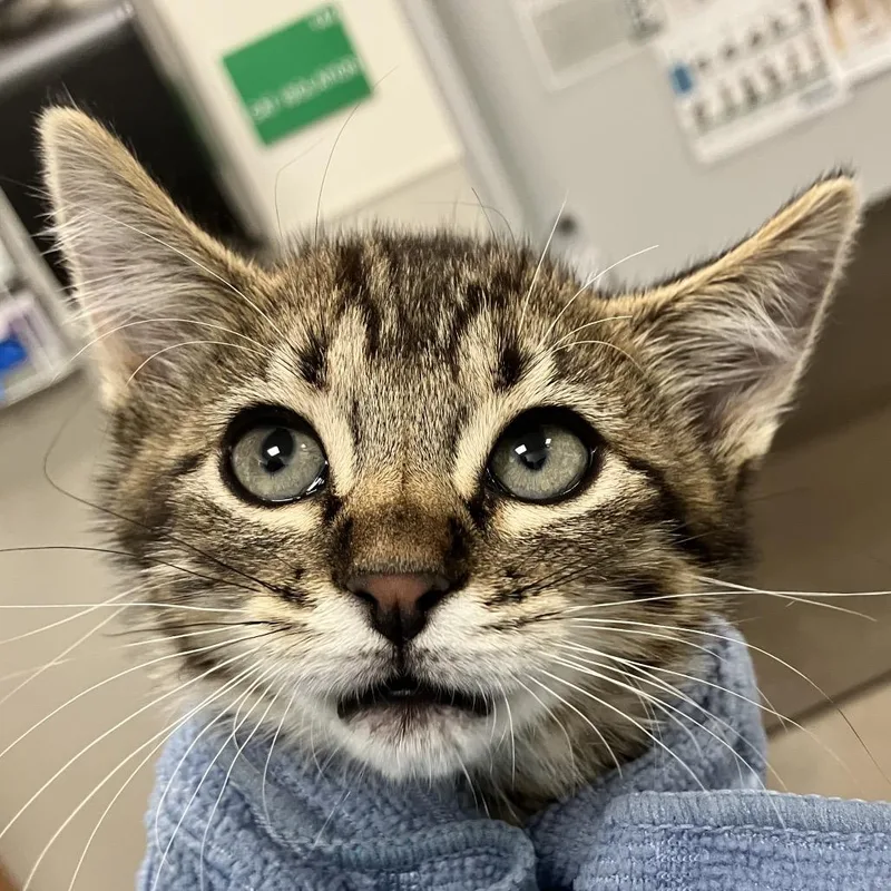 A baby small-sized female Brown / Chocolate Domestic Short Hair cat named Tina for adoption in Las Cruces, NM