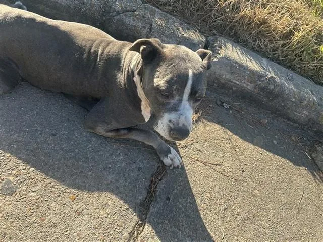 An adult medium-sized female Pit Bull Terrier dog named A for adoption in Houston, TX