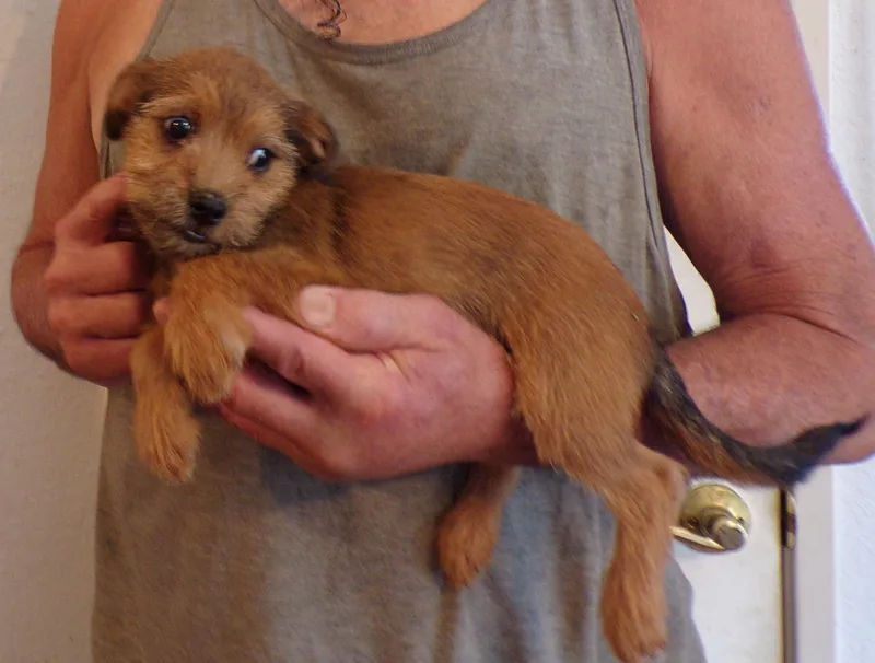 A baby small-sized male Red / Chestnut / Orange Schnauzer dog named Harlin for adoption in Corona, CA