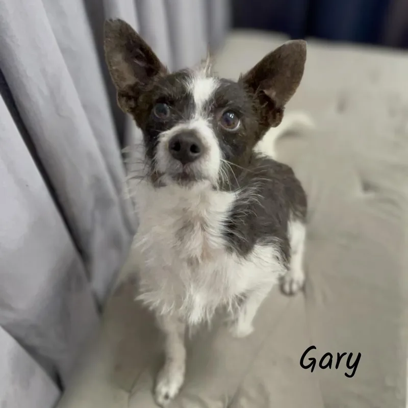 A young small-sized male Bicolor Terrier dog named Gary for adoption in Shreveport, LA