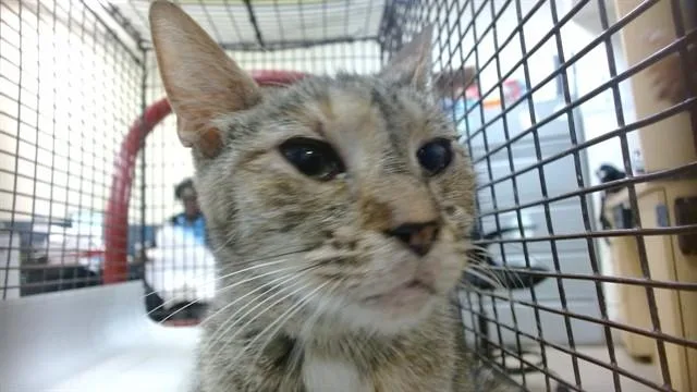 A young small-sized female Domestic Short Hair cat named Machu for adoption in Miami, FL