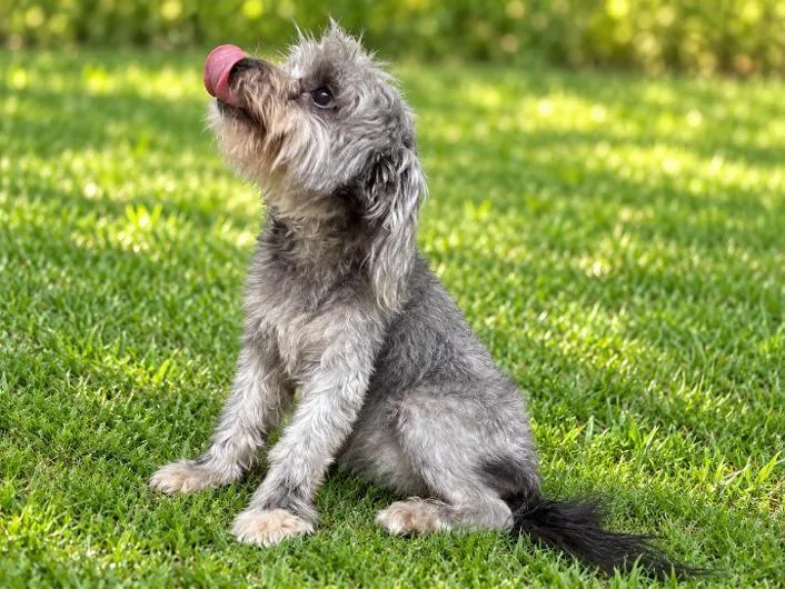 A young small-sized female Gray / Blue / Silver Maltese dog named Summer for adoption in Alvin, TX