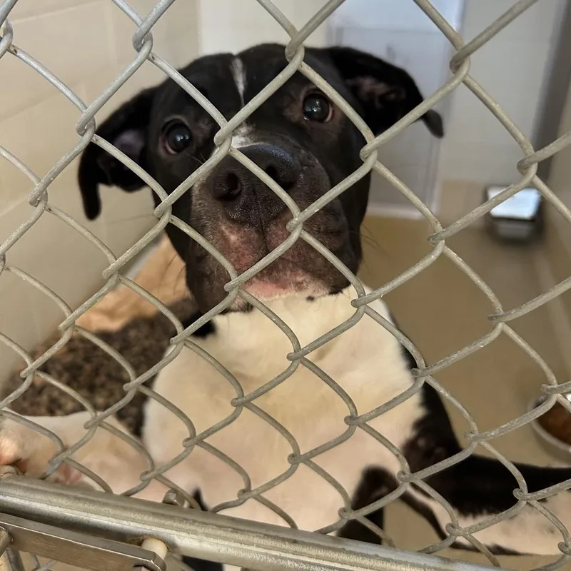 A young medium-sized male Black Pit Bull Terrier dog named Gourd for adoption in Bristol, IN
