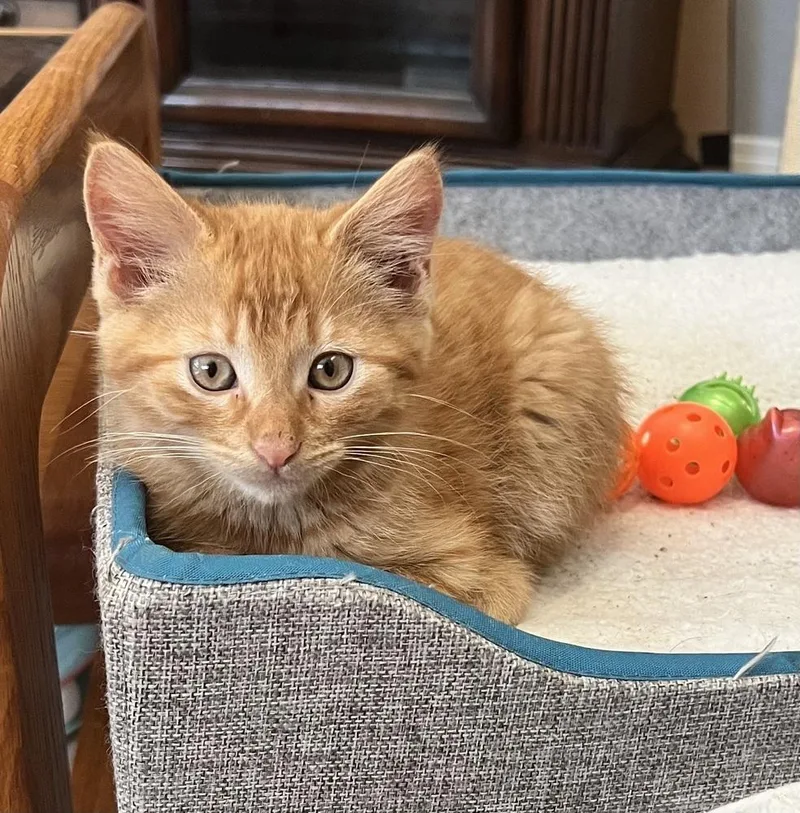 A baby small-sized male Tabby (Orange / Red) Domestic Short Hair cat named Saffron for adoption in Wellington, FL