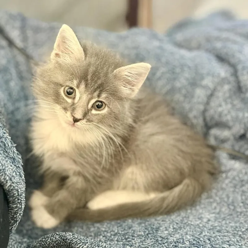 A baby small-sized male Gray / Blue / Silver Domestic Short Hair cat named Orbit Obliterator for adoption in Columbus, GA
