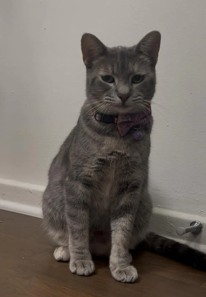 A young medium-sized female American Shorthair cat named Muffin for adoption in Beverly Hills, CA