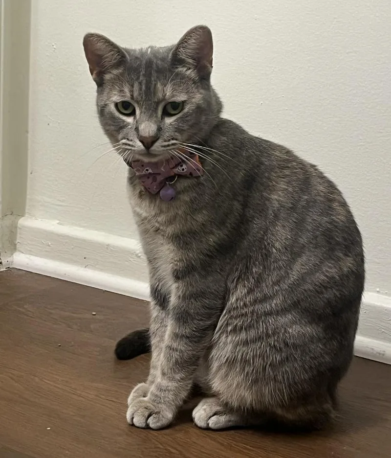 Muffin thumbnail 2