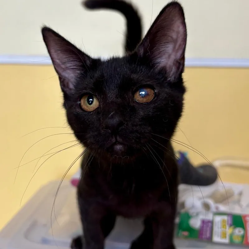 Fenella Abner thumbnail 2