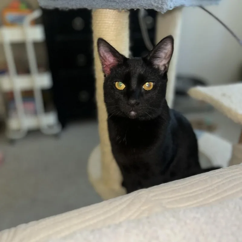 Fenella Abner thumbnail 4