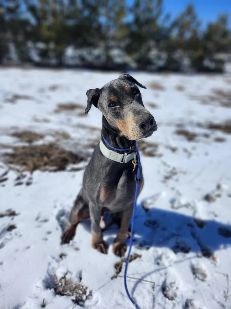 An adult large-sized male Doberman Pinscher dog named Roscoe for adoption in Minneapolis, MN