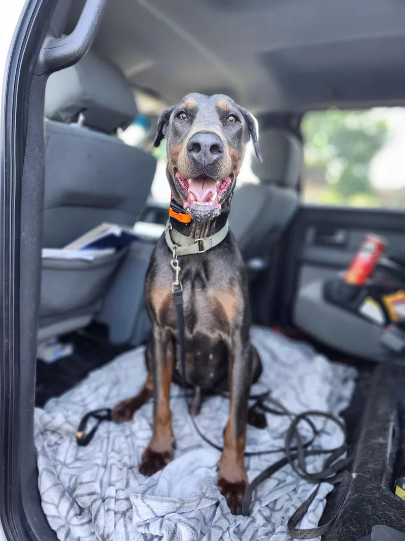 Roscoe thumbnail 3