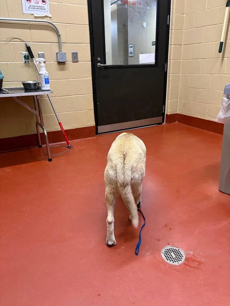 A young large-sized female Shepherd dog named Crystal for adoption in Douglasville, GA