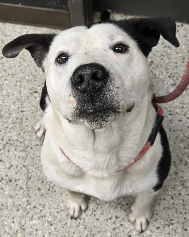 An adult large-sized male Hound dog named Dante for adoption in Saint Clairsville, OH