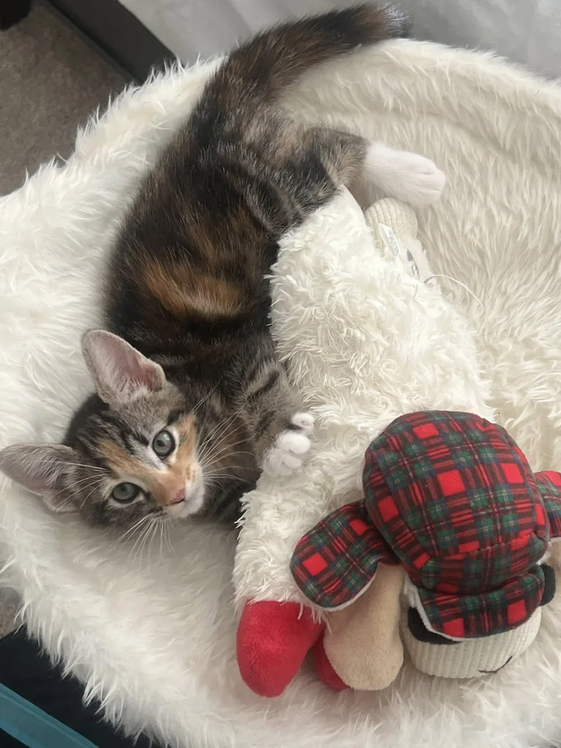 A baby medium-sized female Calico Domestic Short Hair cat named Saffron for adoption in Queen Creek, AZ