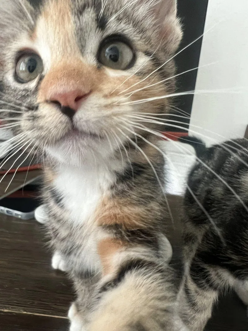 Saffron thumbnail 2
