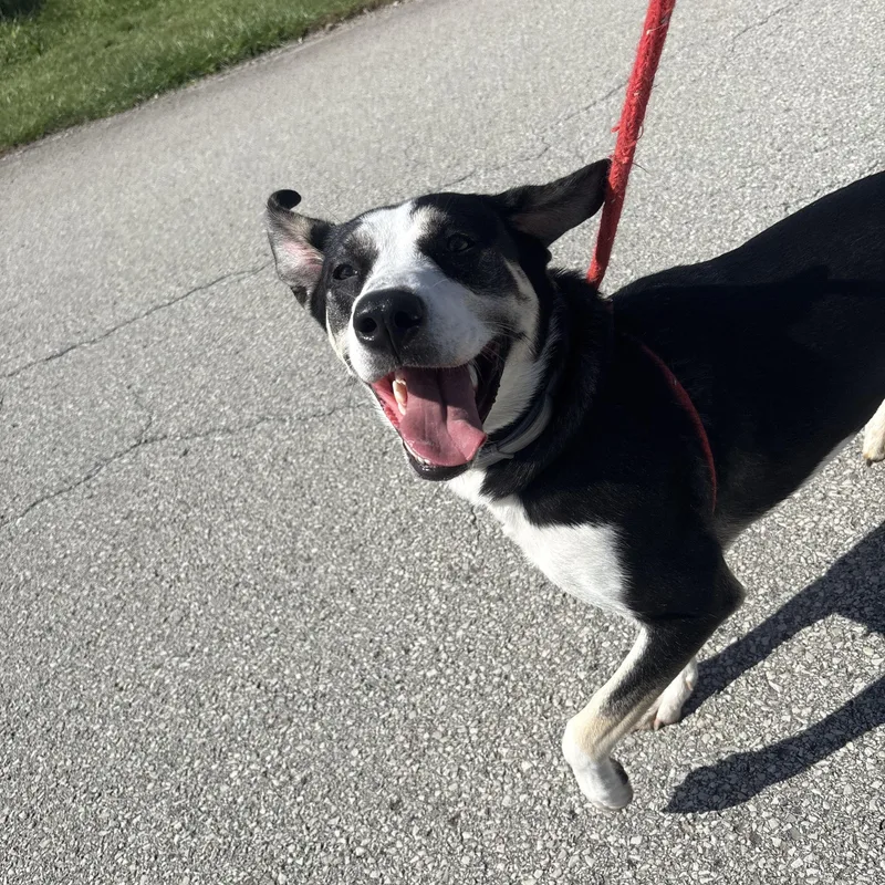 A young large-sized female Husky dog named Brandy for adoption in Indiana, PA