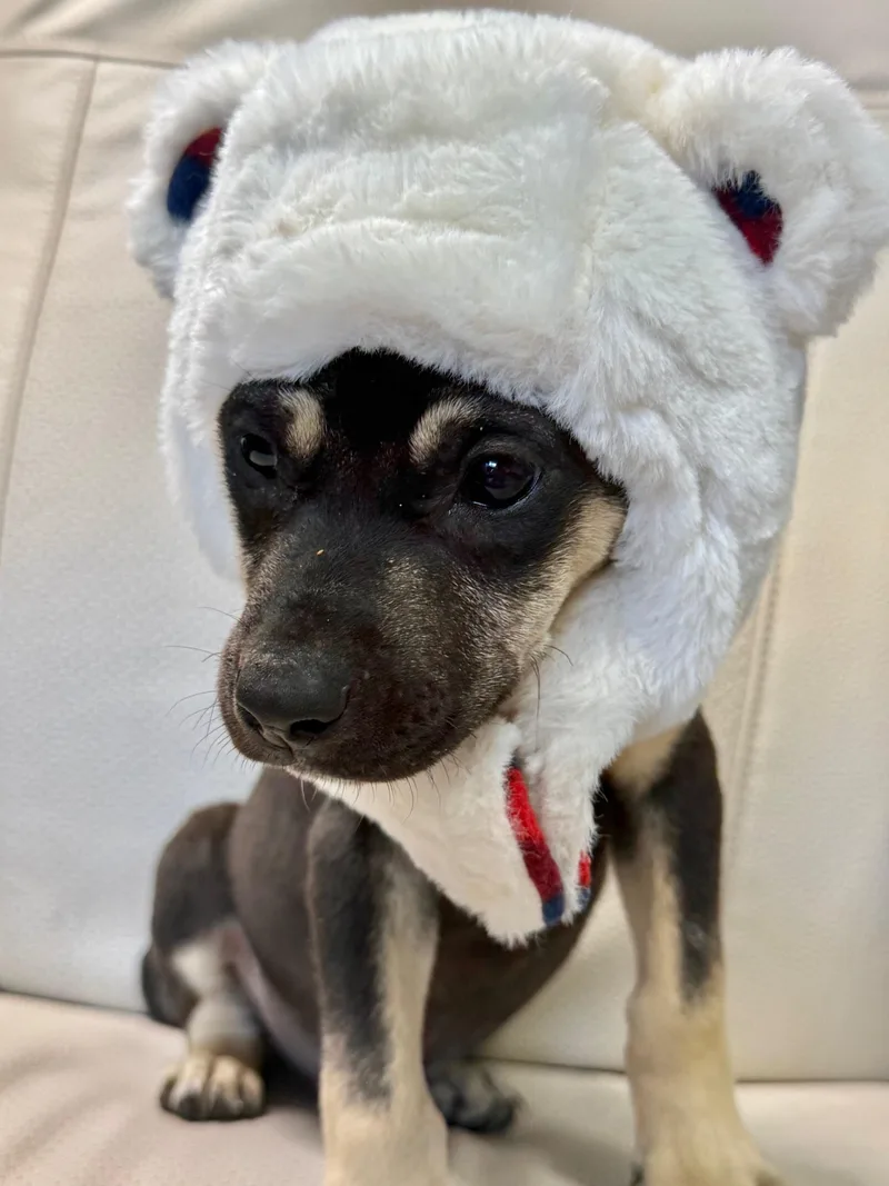 A young medium-sized male Labrador Retriever dog named Pinnochio for adoption in Miami, FL