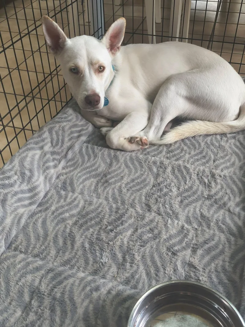A young medium-sized male White / Cream Siberian Husky dog named Gunner for adoption in York, PA