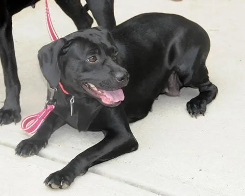 An adult medium-sized female Black Labrador Retriever dog named Frankie for adoption in Lake Wylie, SC