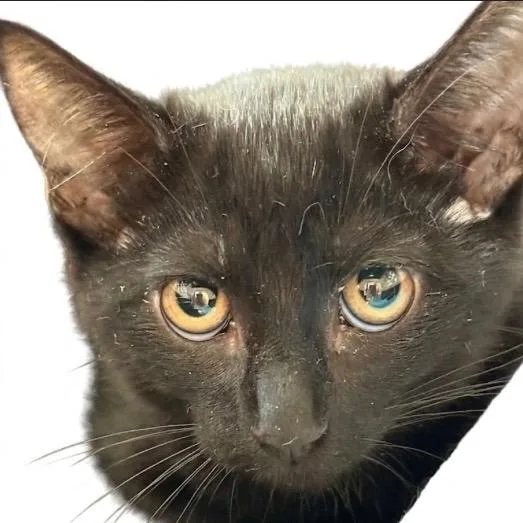 A baby small-sized female Black Domestic Short Hair cat named Olivia for adoption in New Port Richey, FL