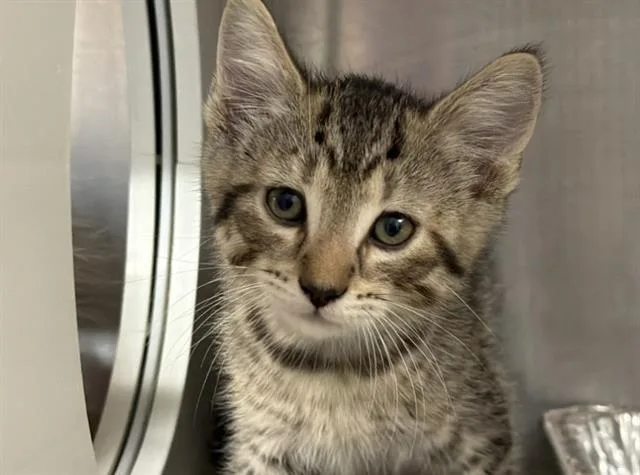 A baby small-sized male Domestic Short Hair cat named Poseidon for adoption in Tustin, CA