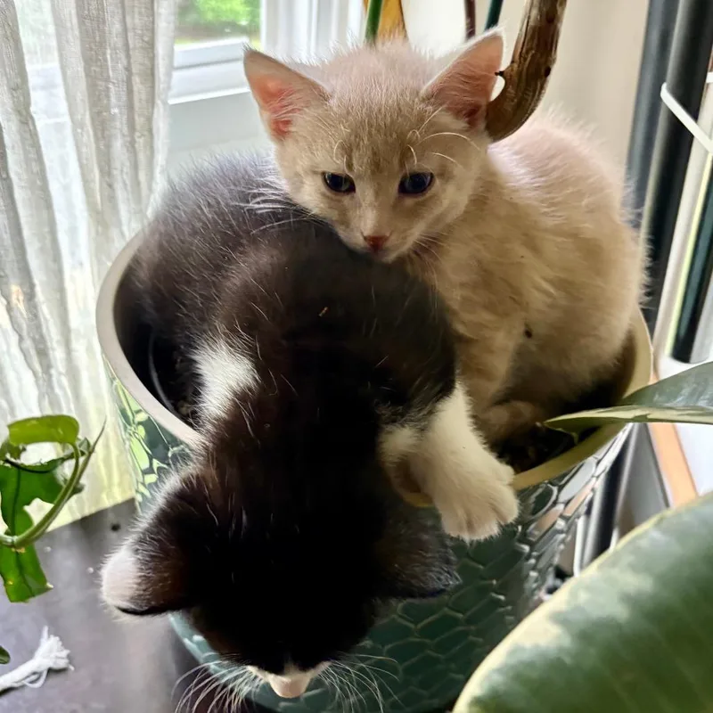 A baby small-sized male Buff / Tan / Fawn Domestic Short Hair cat named C&B: Beetle for adoption in Falls Church, VA