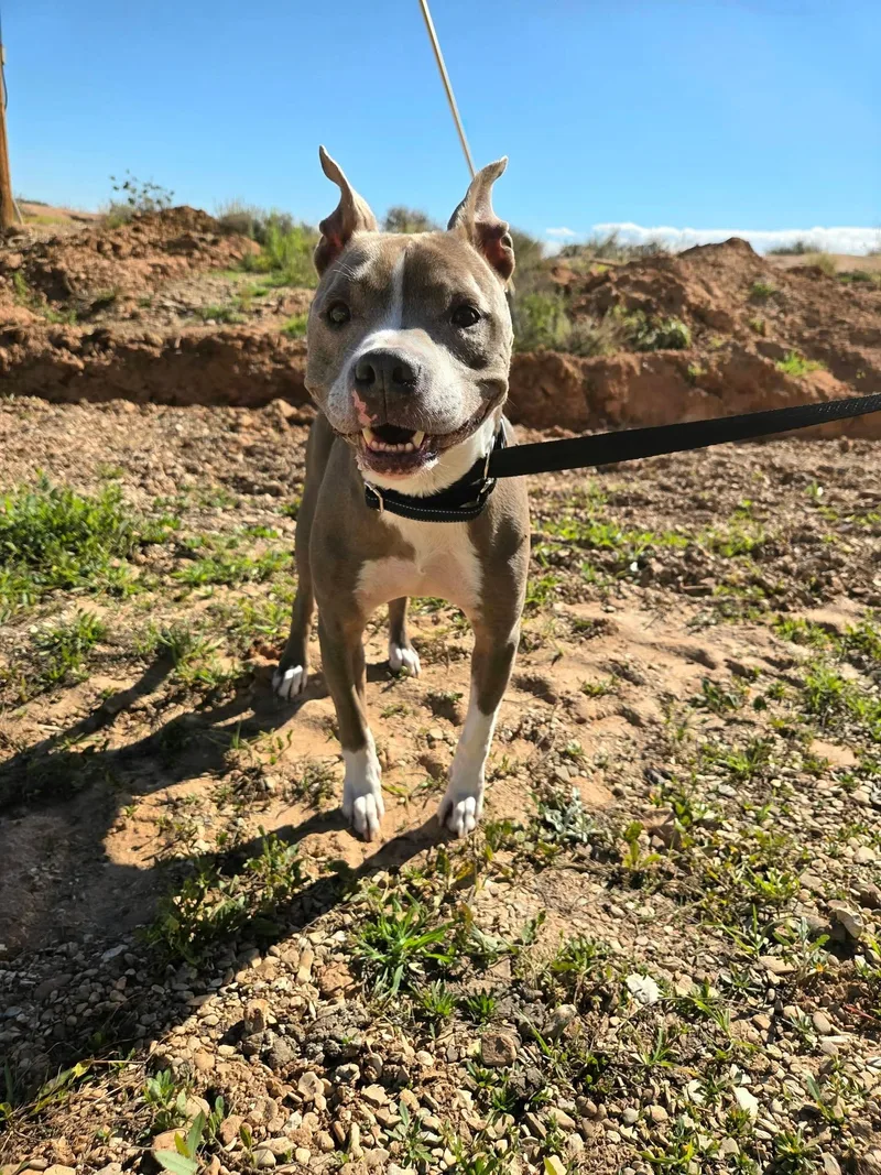 A senior medium-sized male Gray / Blue / Silver Pit Bull Terrier dog named Whiskey for adoption in Roosevelt, UT